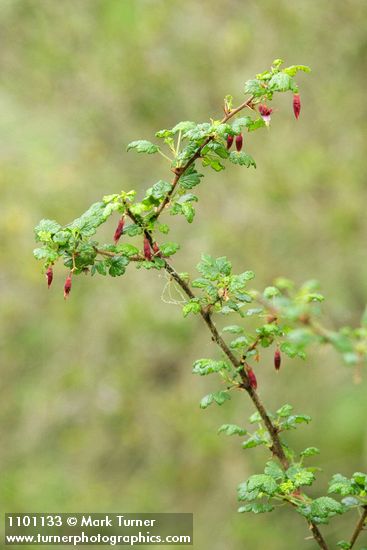 Ribes menziesii