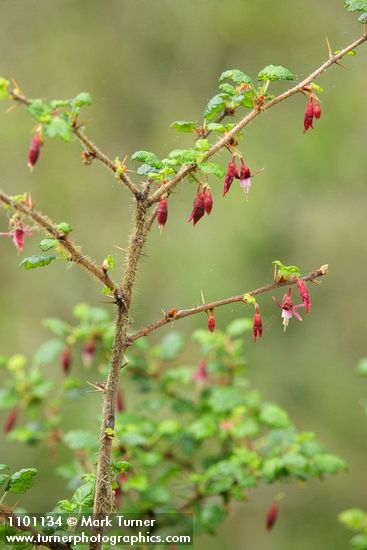 Ribes menziesii