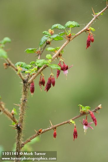 Ribes menziesii