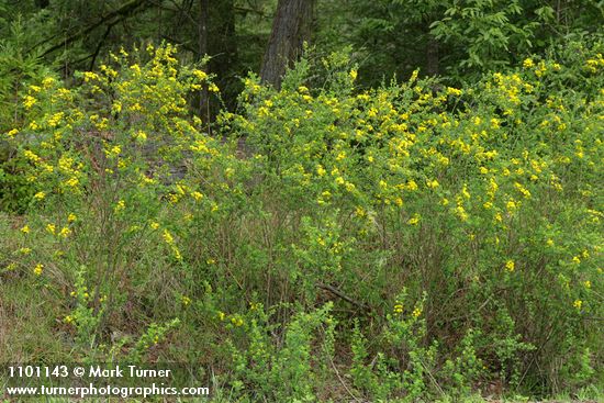 Genista monspessulana