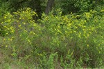 French Broom