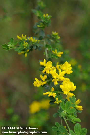 Genista monspessulana