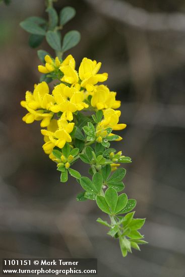 Genista monspessulana