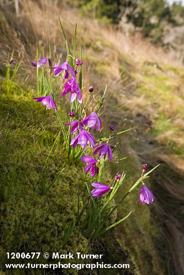 Olsynium douglasii