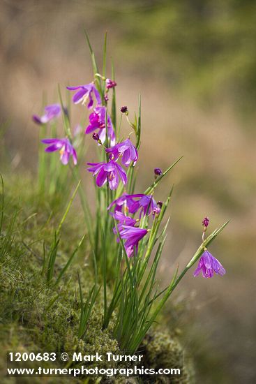 Olsynium douglasii