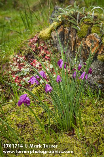 Olsynium douglasii