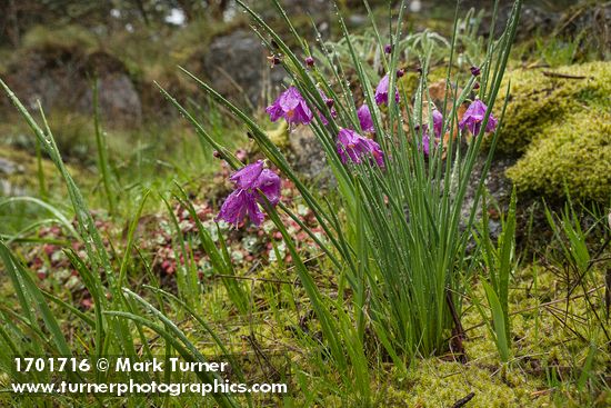 Olsynium douglasii