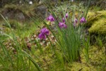 Grass Widows