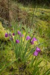 Grass Widows