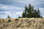 Yellow Ryegrass (American Dunegrass) & Douglas-firs on stabilized dune