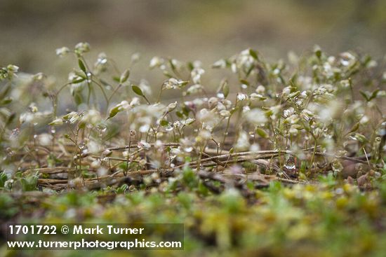 Draba verna