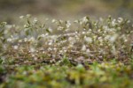 Spring Whitlow-grass w/ raindrops