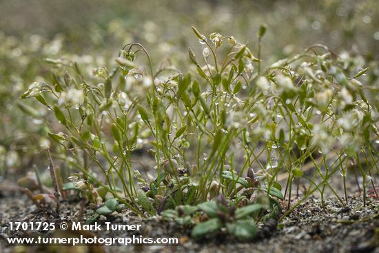 Draba verna