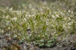 Spring Whitlow-grass w/ raindrops