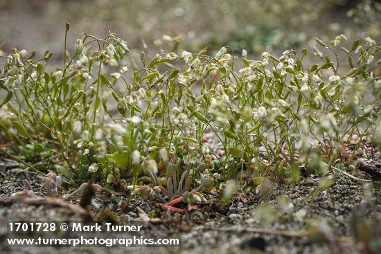 Draba verna