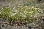 Spring Whitlow-grass w/ raindrops