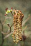 Common Filbert (European Hazelnut) male & female catkins