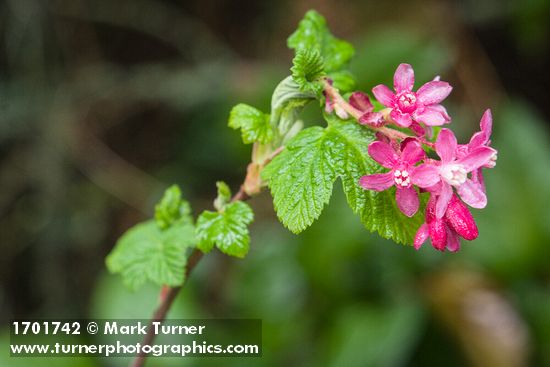 Ribes sanguineum