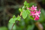 Red-flowering Currant blossoms & foliage