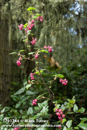 Ribes sanguineum