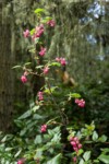 Red-flowering Currant