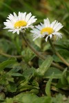 English Daisies blossoms & foliage