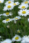 English Daisies