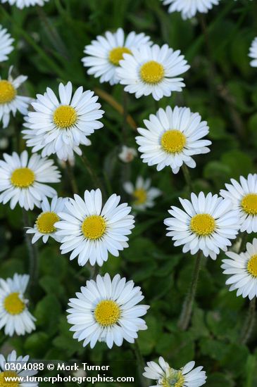 Bellis perennis