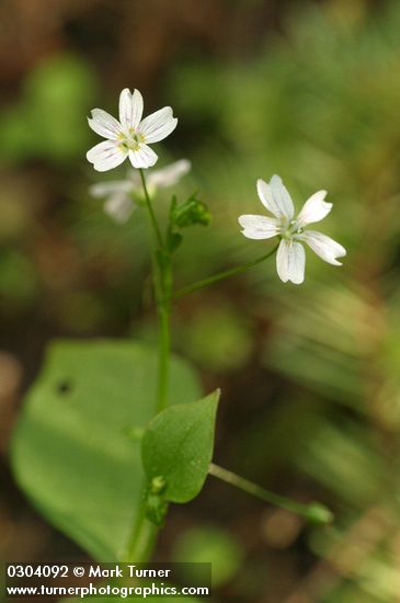 Claytonia sibirica (Montia sibirica)