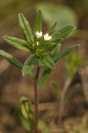 Corn Gromwell