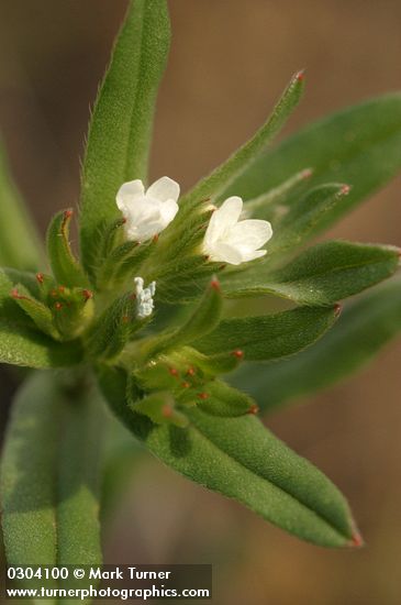 Buglossoides arvensis (Lithospermum arvense)
