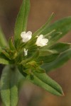 Corn Gromwell blossoms & foliage detail