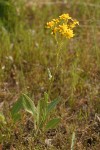 Western Groundsel (yellow form)