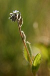 Strict Forget-me-not blossoms & foliage detail, backlit