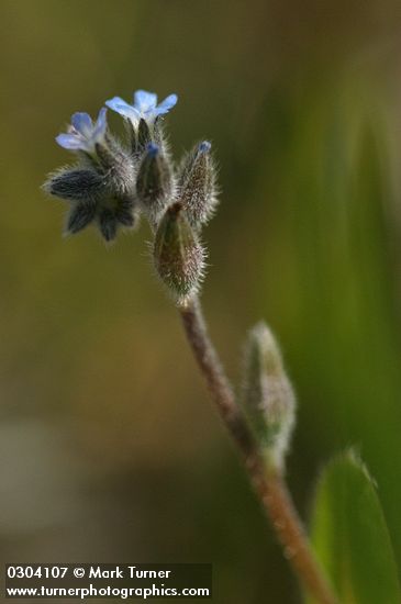 Myosotis stricta (M. micrantha)