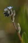 Strict Forget-me-not blossoms detail
