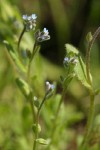 Strict Forget-me-not