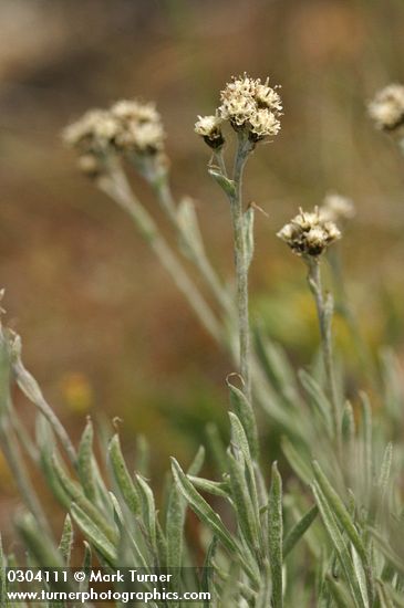 Antennaria stenophylla