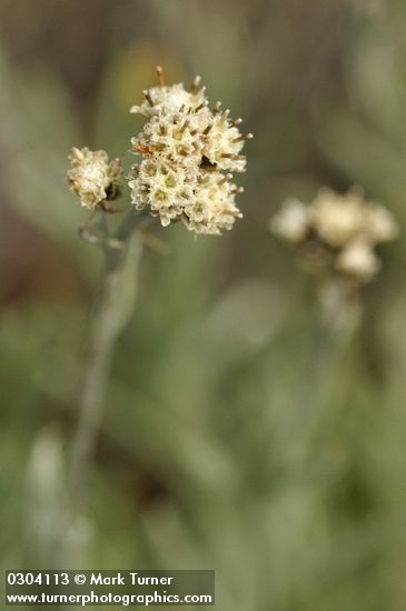 Antennaria stenophylla