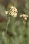 Narrowleaf Pussytoes (male flowers) blossoms detail