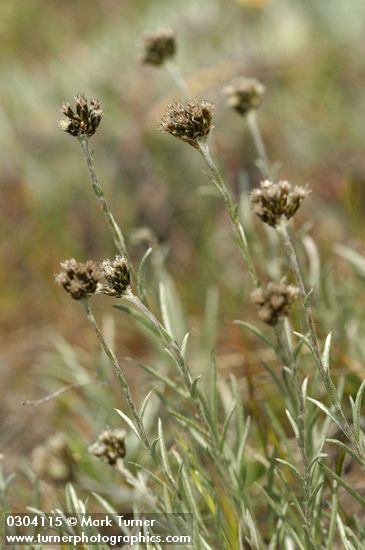 Antennaria stenophylla