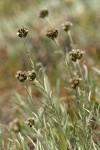 Narrowleaf Pussytoes (female flowers)