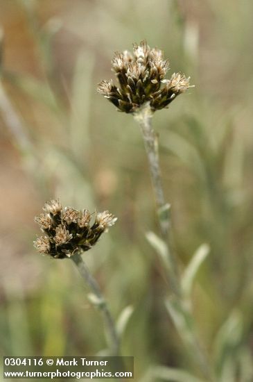 Antennaria stenophylla