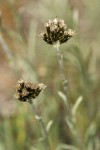 Narrowleaf Pussytoes (female flowers) detail