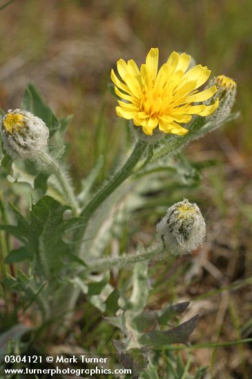 Crepis modocensis