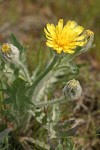 Low Hawksbeard