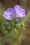 Thread-leaf Phacelia blossoms detail