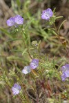 Thread-leaf Phacelia