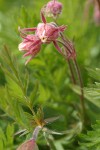 Purple Avens (Prairie Smoke) blossoms & foliage