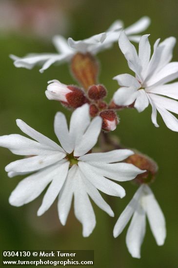 Lithophragma parviflorum